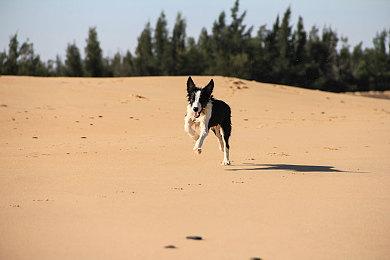 《命运2》下一个联动活动将添加《巫师》系列皮肤